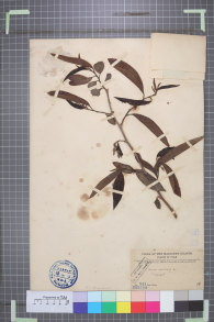 Specimen thumbnail
